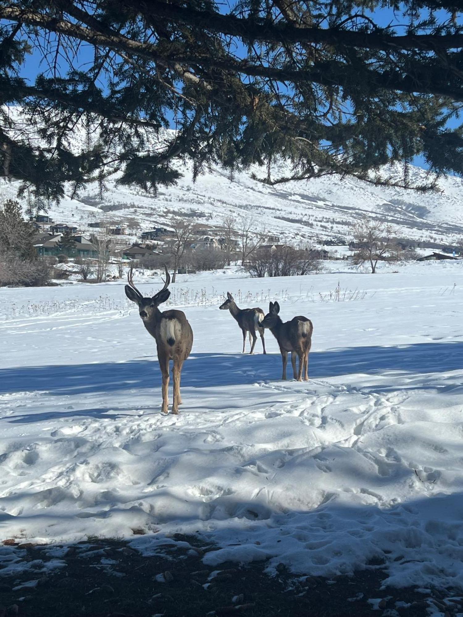 Wolf Creek Lodge Condo In Eden, Ut - Relaxing Mountain Retreat Bagian luar foto